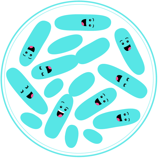 Probiotic Bacteria - Lactobacillus